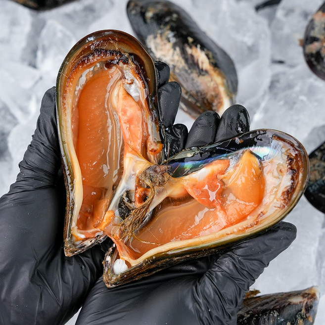 그대의밥상 산지직송 자연산 섭(참담치), 1개, 1kg(대, 7미 내외)