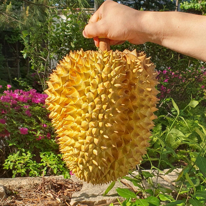 100% 생두리안 태국 항공직송 통 두리안 생과, 1kg~1.5kg(1수), 1개