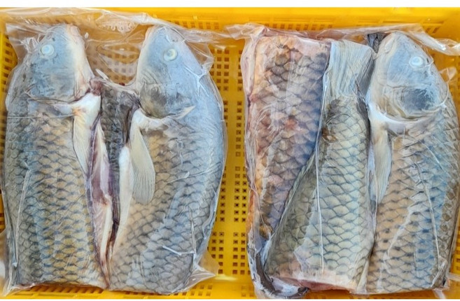 동부민물수산 손질질잉어 3.2kg, 1개